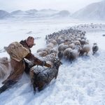 Mongolia sees record snow in 49 years   