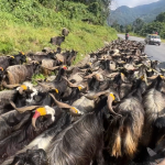 च्याङ्ग्राका बथानले राजमार्ग भरियो