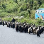 च्याङ्ग्रा व्यापारीको यात्राः रारादेखि फेवा तालसम्म   