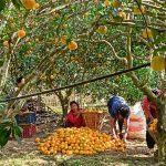 जुनारले बढायो समृद्धिको यात्रा  (आलेख)