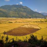 स्याङ्जामा धान उत्पादन बढ्यो   