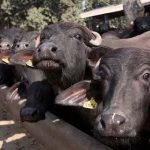भोजपुर हतुवागढी : अनुदानमा भैँसी वितरणले किसान उत्साहित