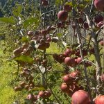 मनास्लुको स्याउ गोदाममै थन्कियो   