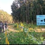 किसानलाई हात्तीबाट धानबाली जोगाउने चिन्ता   