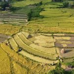 दसैँ एकातिर, धान भित्र्याउने चटारो अर्कातिर   