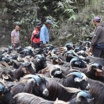 रेशमी मार्गको विरासत धानेको च्याङ्ग्रा व्यापार   