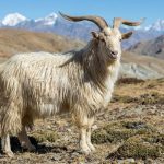दसैँमा च्याङ्ग्राको भाउ ५० हजारसम्म, मूल्य बढ्दा उपभोक्ता मारमा