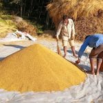 धान थन्क्याउन किसानलाई युवा जनशक्ति पाउनै मुस्किल   
