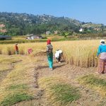 वर्षाले धानबालीमा क्षतिको जोखिम, कात्तिक १५ पछि मात्रै काट्न आग्रह