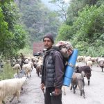 भेडाच्याङ्ग्रा बिक्री गर्न महिनौ पैदल हिँडेका किसानलाई बजारको चिन्ता   
