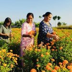 सामूहिक फूलखेतीबाट आम्दानी गर्दै शिवसताक्षीका महिला   