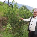 धानखेतमा कागतीखेती, नमुना किसान बने कृष्णलाल   