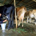 दूध उत्पादनमा लागत बढ्यो, किसानले उचित मूल्य पाएनन्